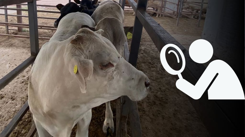 Gusano barrenador: autoridades ya atienden caso en Nuevo León