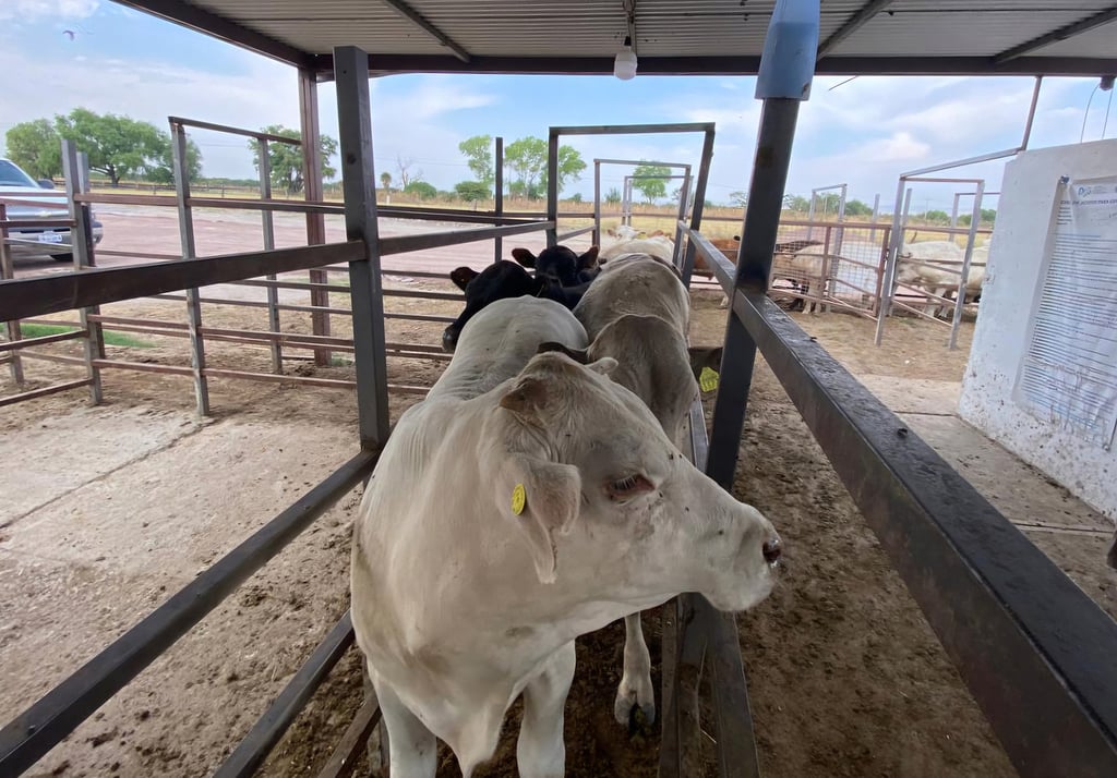 Revisión. De cien animales de un solo cargamento, solo uno estaba afectado por la plaga; el Senasica afirmó que se detectó a tiempo para evitar la dispersión.