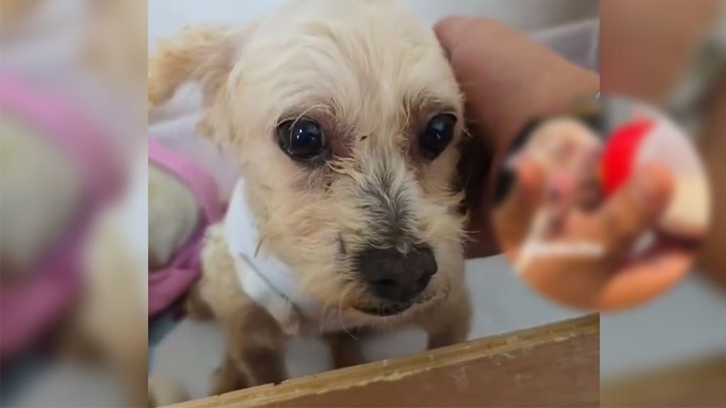 Presentan a ‘Cerecito’, cachorro sobreviviente de ‘Cereza’, la perrita rescatada en Iztapalapa