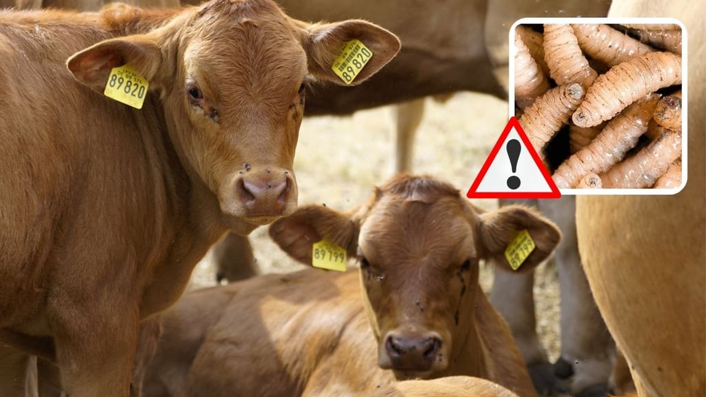 Gusano barrenador: líder de la CNC en Durango pide cierre de frontera sur por casos registrados