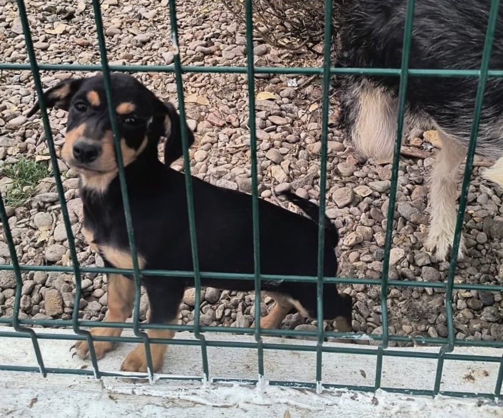 Hogar. Esperan darles un espacio digno a perritos rescatados.