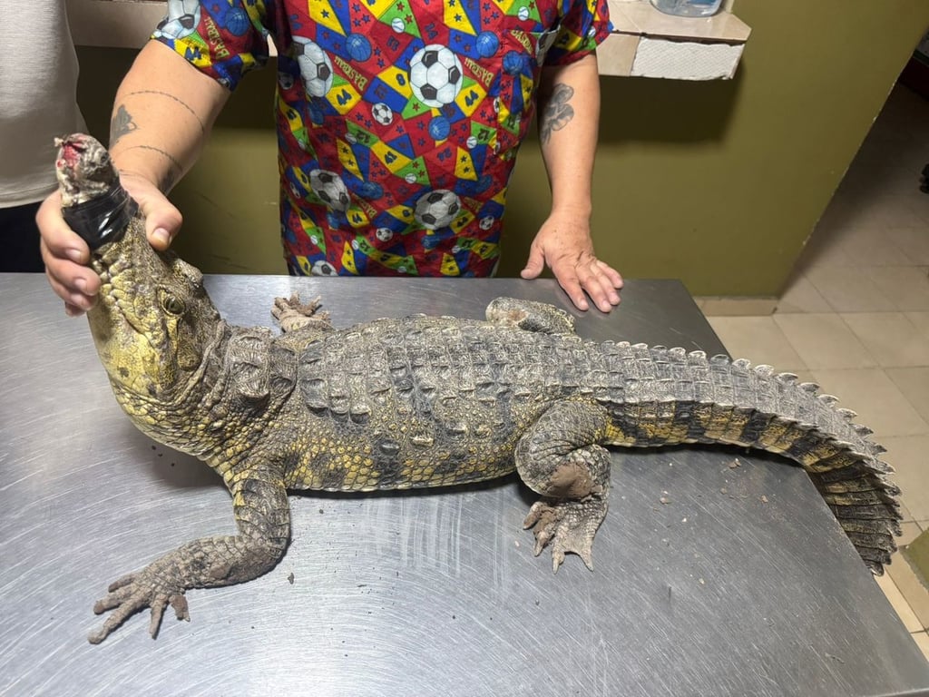 El animal ya está bajo el resguardo de la Dirección de Ecología de Gómez Palacio. 