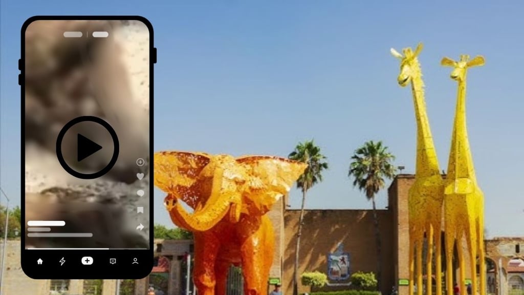 ¿Qué sabemos del indignante VIDEO de osa al borde de la muerte en el Zoológico de Nuevo León?