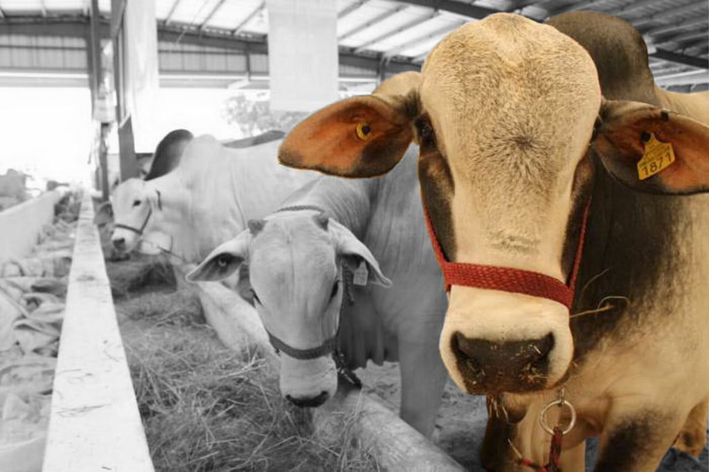 Gusano Barrenador: alarma en el sur por expansión del brote en municipios de Yucatán