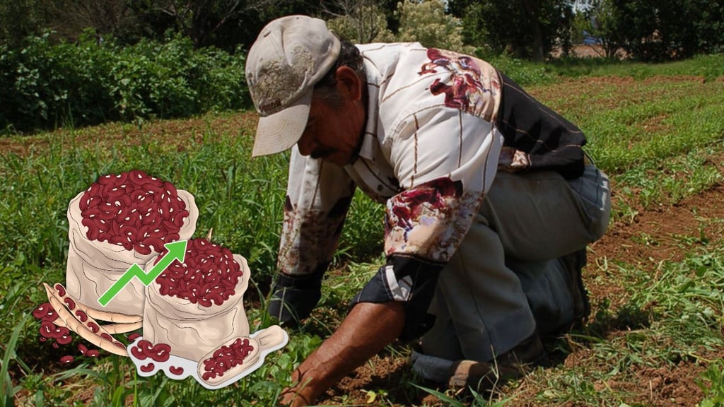 Durango podría duplicar la producción de frijol este 2025