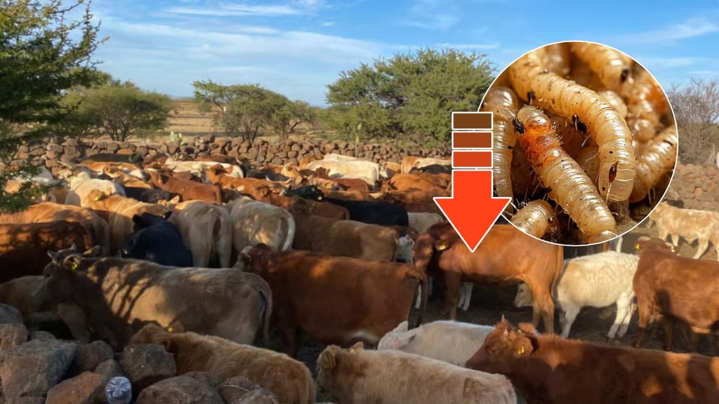 Casos activos de gusano barrenador disminuyen 28%, informa la SADER