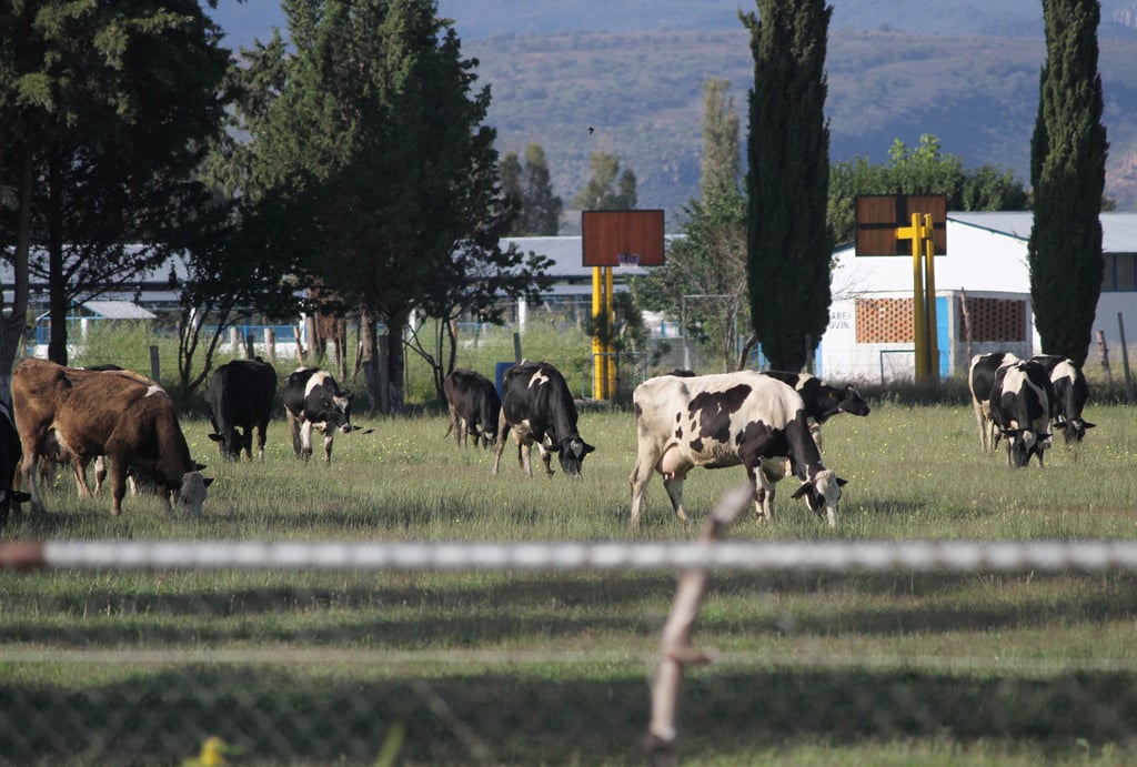 Ganaderos de Durango denuncian boicot