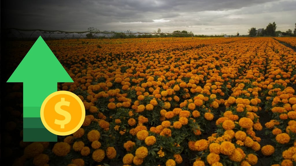 Flor de cempasúchil: esta es la razón por la que podría aumentar de precio este 2025