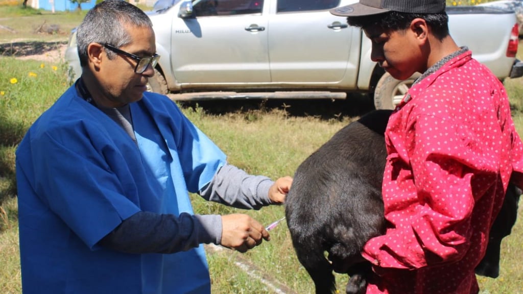 Realizan jornada de vacunación para perros y gatos en la zona rural de Durango