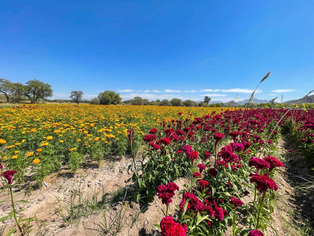 El llamado es a respetar los campos de flor de temporada de Día de Muertos.