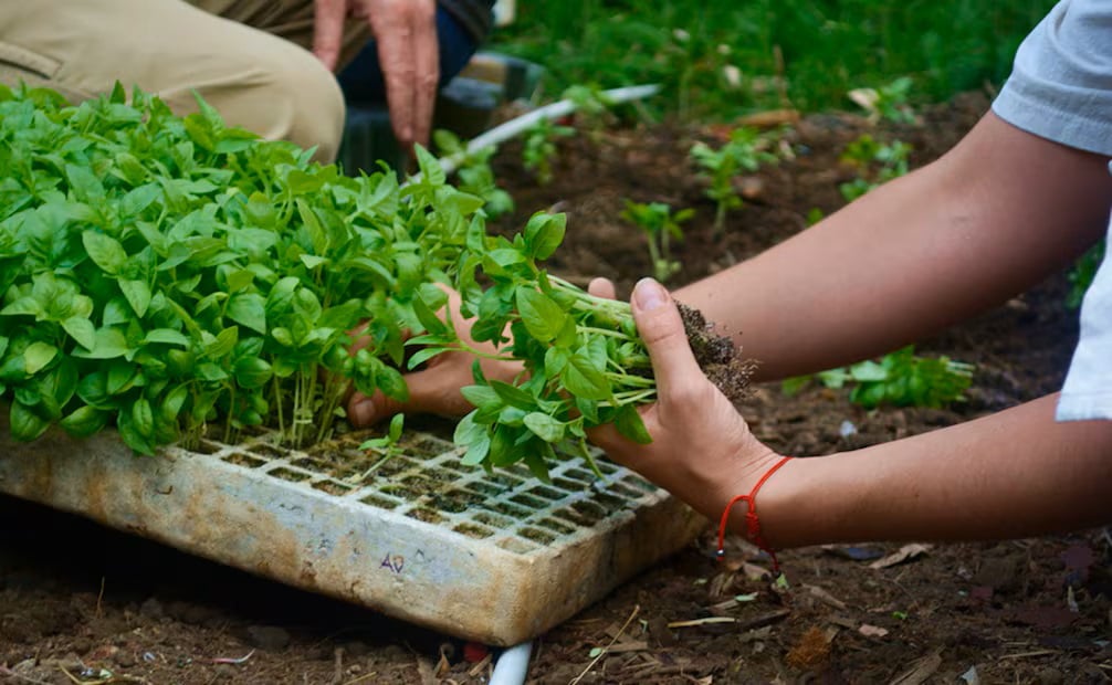 Buscan comercialización de hortalizas de Durango