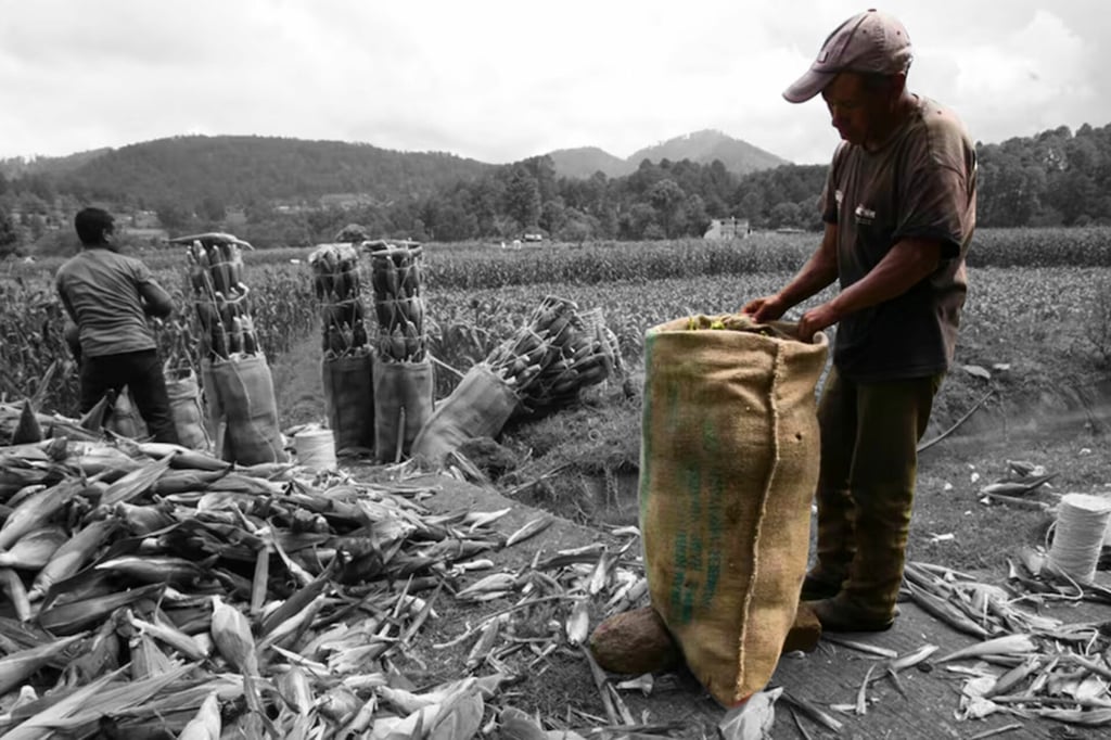 Crisis del Campo: anuncian incentivos para productores de maíz; intentan contener crisis de precios