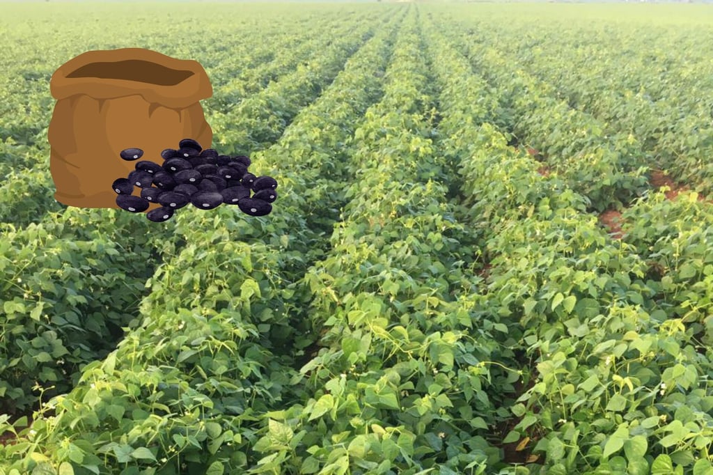 Este lunes inicia la distribución de costales para acopio de frijol en Durango