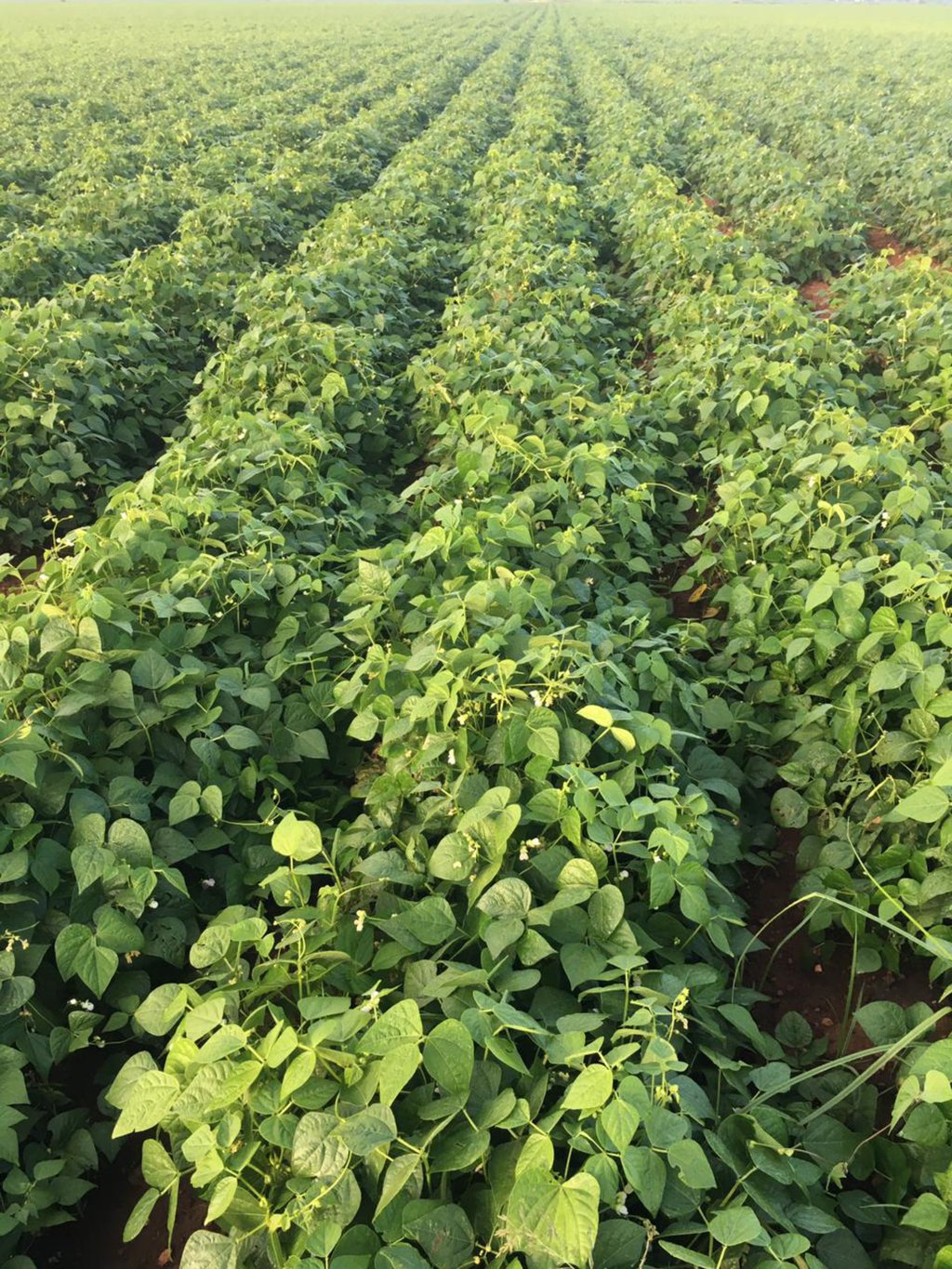 Ventajas. Se ha establecido un precio base por kilo de frijol de 27 pesos, lo que se espera que garantice las buenas condiciones económicas para los campesinos de Durango.