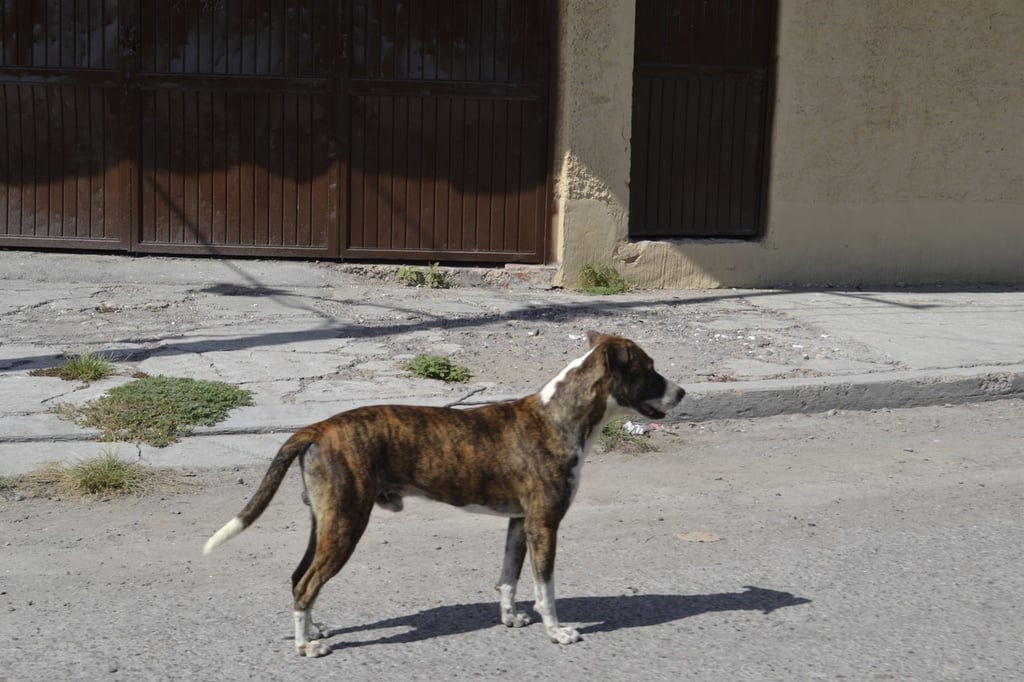 Alerta. El llamado es para todos los que tienen contacto con perros porque estos suelen ser, en la mayoría de los casos, los portadores de las garrapatas, sobre todo a los que son rescatistas de estas mascotas.