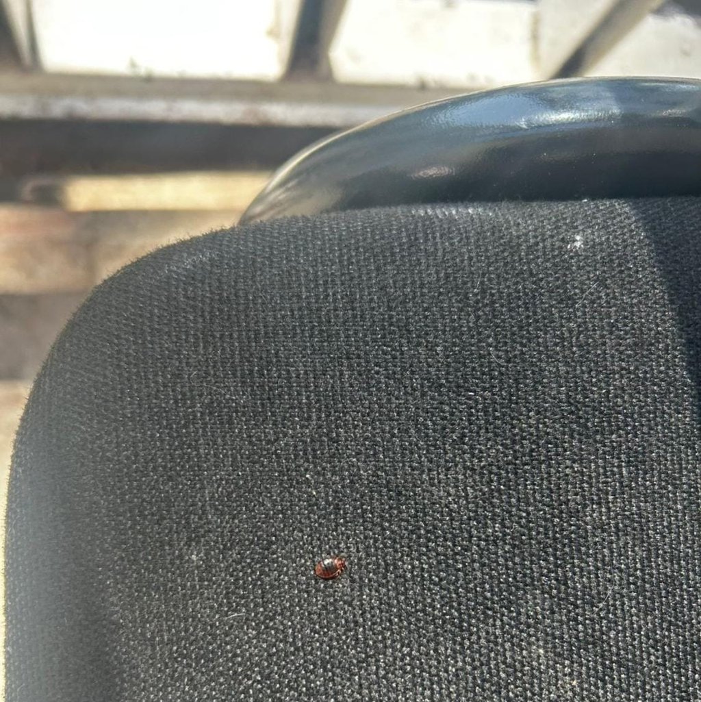 Chinches. Ahora se está reportando la presencia de estos parásitos en la Preparatoria Nocturna de la UJED.