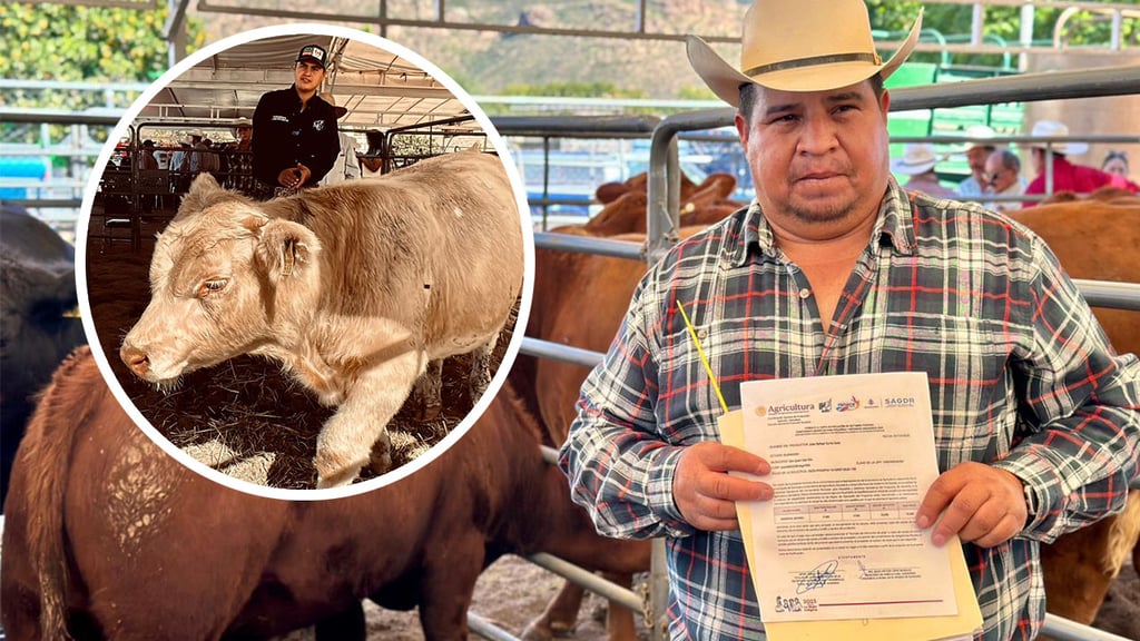 Entrega de sementales en Durango para elevar la producción de carne: SAGDR