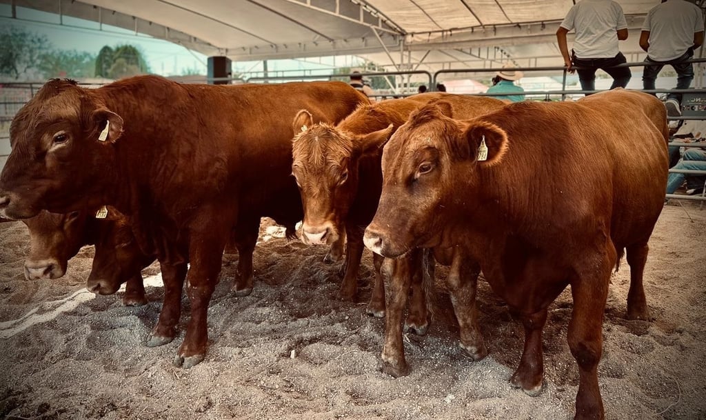 Municipios. Recibirán equipamiento destinado a la producción de carne de alta calidad.