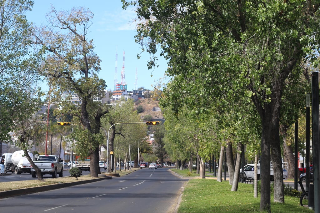 Protección. Van a colaborar para construir políticas públicas a favor del medio ambiente y preservación de arbolado.