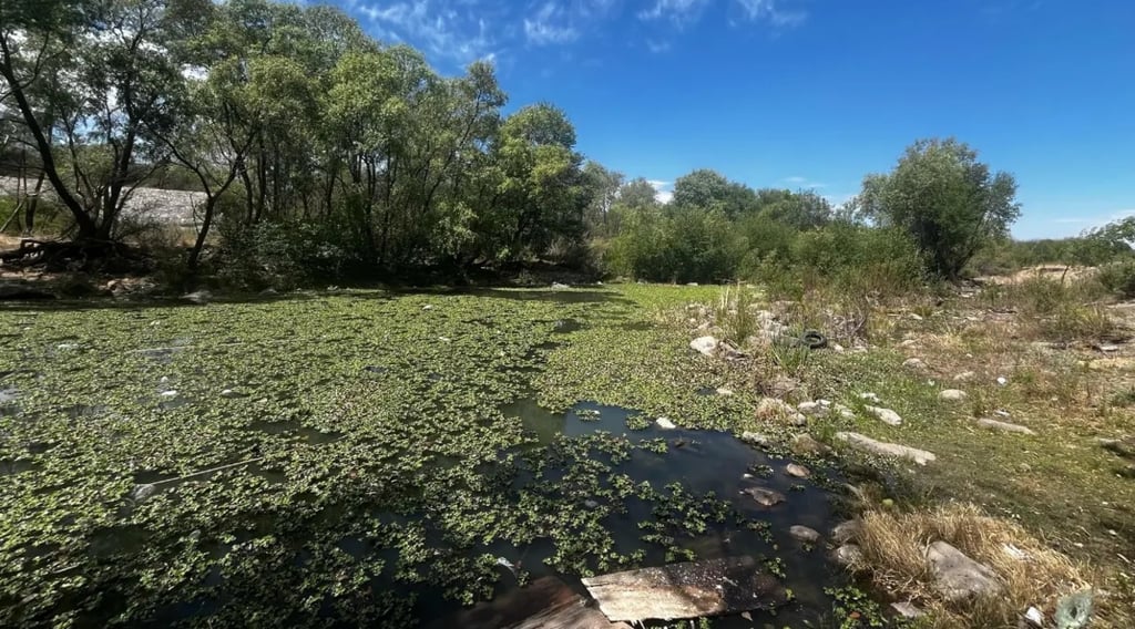 Avance. Ya desapareció el 95 por ciento del lirio acuático que había en el río Tunal; ahora se requiere limpiar el agua.