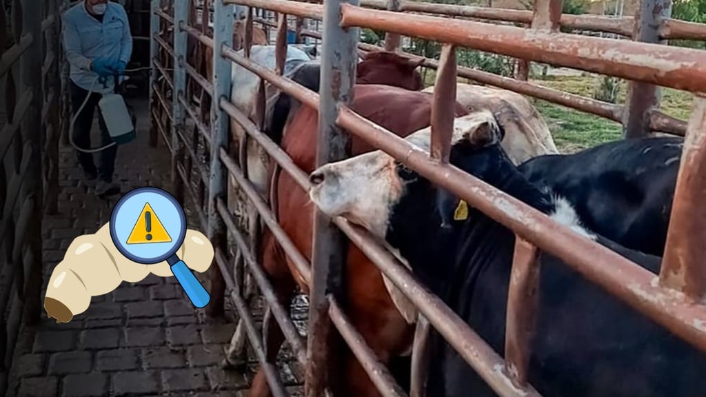 Contienen nuevo caso de gusano barrenador en México; aseguran que 'no hay riesgo'