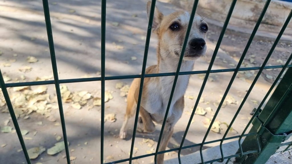 Pequeña. Una perrita tipo Chihuahua está esperando a una familia.