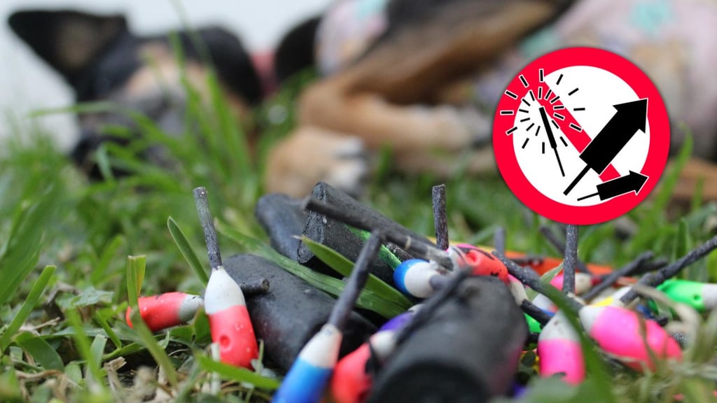 Pirotecnia altera a mascotas; rescatistas piden evitar su uso en festejos de diciembre en Durango