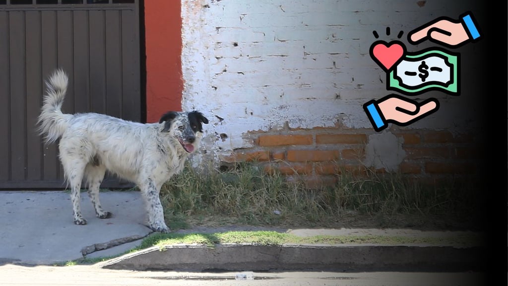 Aumentan perros en situación de calle en Durango; solicitan recurso anual para esterilizaciones