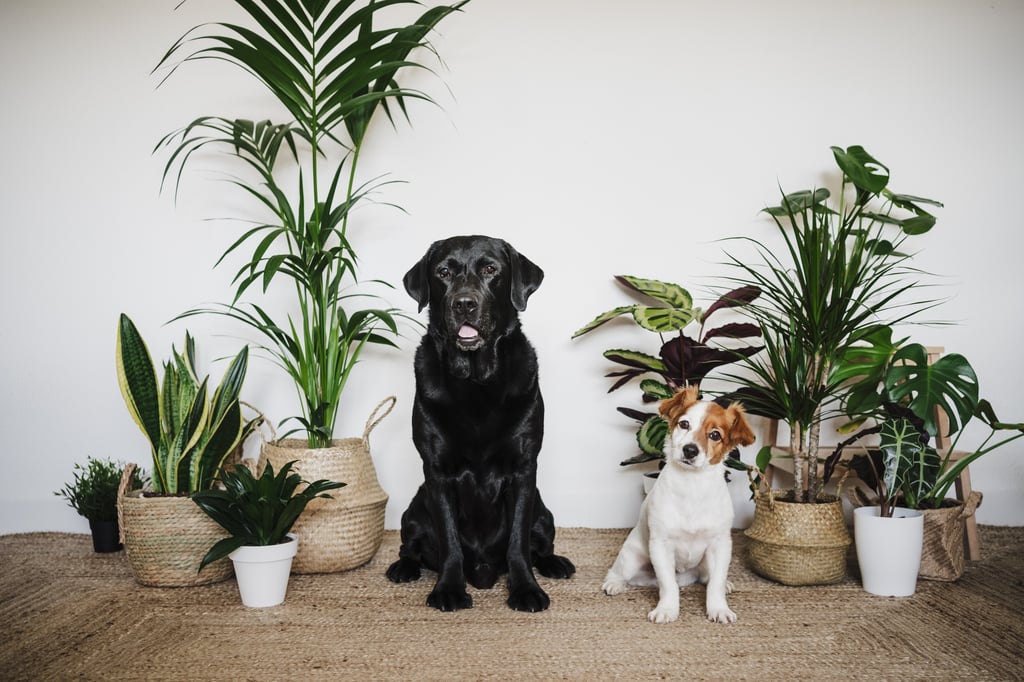 5 plantas peligrosas, tanto para perros como gatos