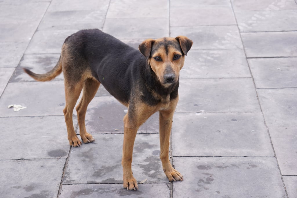 Censo. No hay una estimación exacta sobre el número de perros en situación de calle, pero desde hace años se considera que hay más de 100 mil y sigue creciendo.