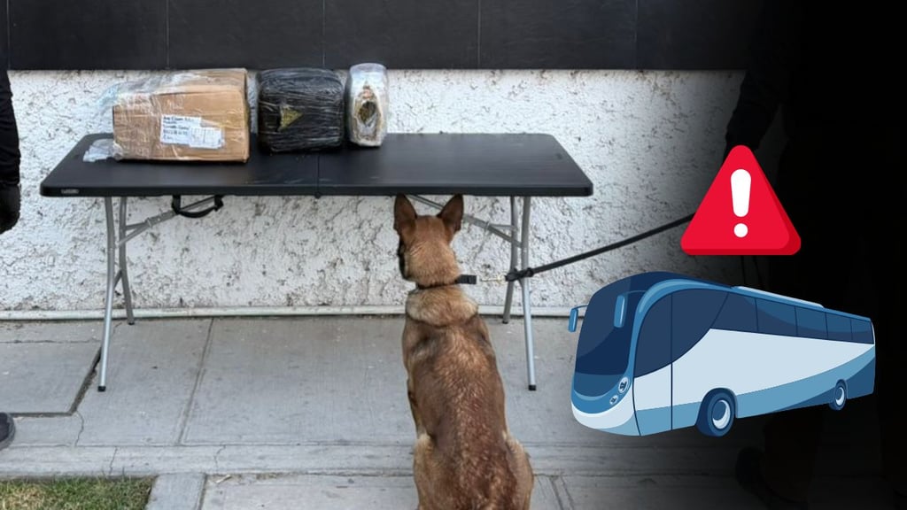 Detectan autobús con 7 kilos de marihuana en el maletero; ocurrió en la Durango-Torreón