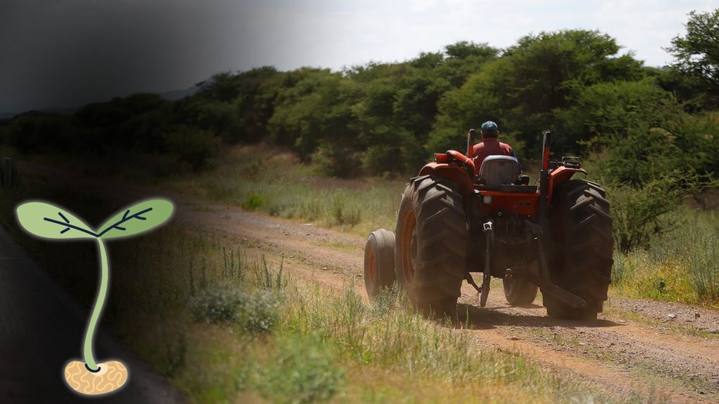 Deben cumplir acuerdos con los productores de frijol: Regidor de Durango