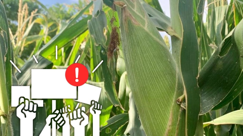 Maiceros de Durango esperan respuesta federal; advierten nuevo cierre de carreteras