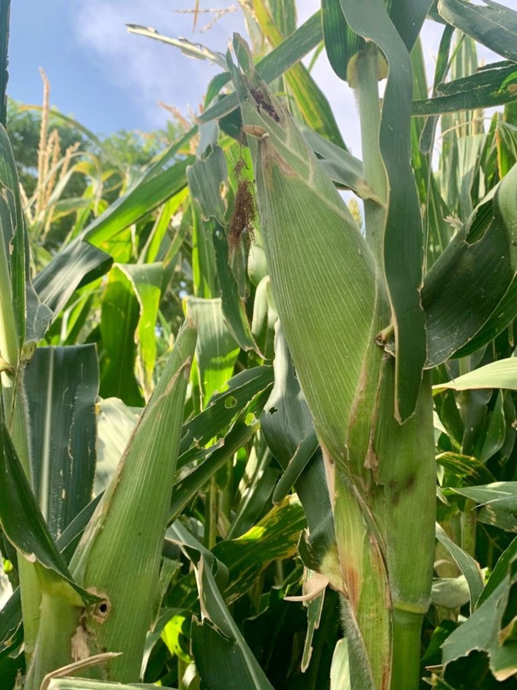 Maíz. Los maiceros en Durango están sufriendo come el resto de productores del país por el precio de su cosecha. Ya hubo respuesta en palabra; falta que se haga realidad o volverán a tomar carreteras.