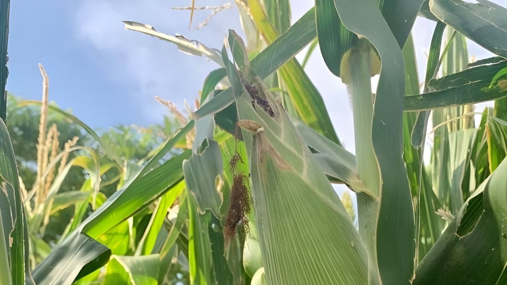 Amagan maiceros con nuevo bloqueo