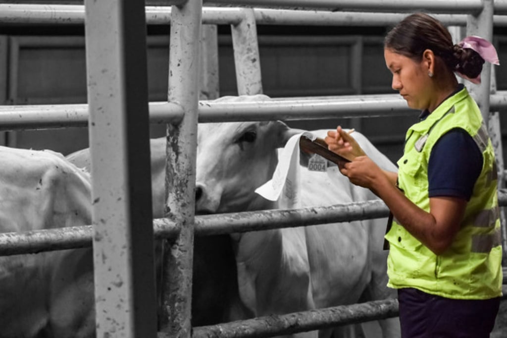 México activa emergencia nacional ante avance del gusano barrenador; refuerzan operativo en todo el país