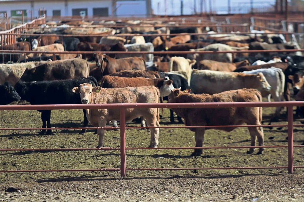 Acopiadores del sur no respetan los protocolos de sanidad, ante casos de gusano barrenador: UGRD