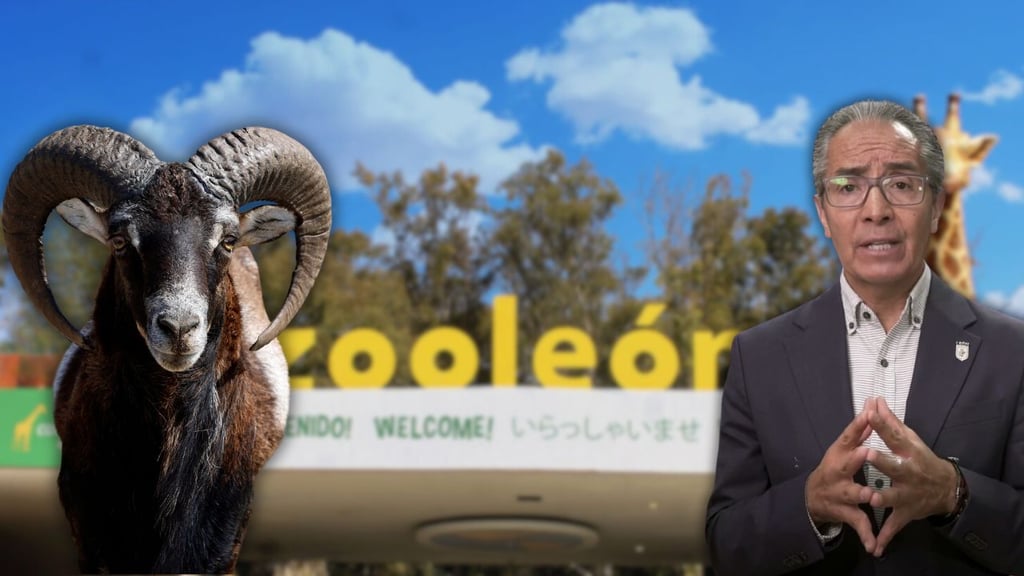 Jauría de perros salvajes ataca y mata a 24 borregos muflones en Zoológico de León