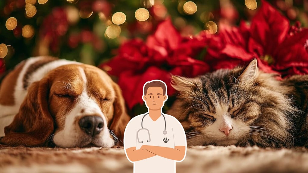 ¿La Nochebuena es tóxica para las mascotas? Esto dicen los expertos