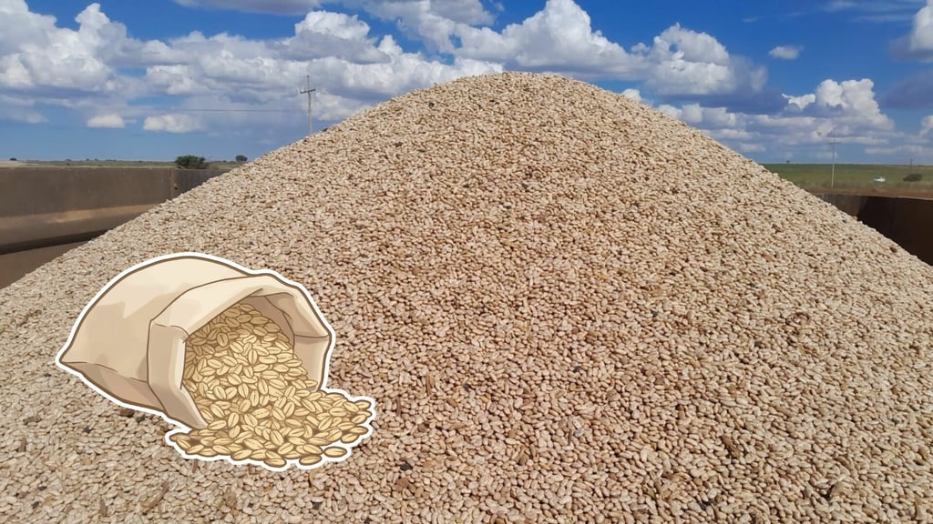 Hasta 2026 se definirá cuánto frijol se acopiará este año en el esquema federal