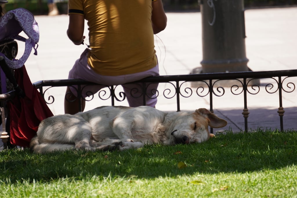 Abandono. Se ha expuesto por parte de protectores de animales que hasta el 70 por ciento de los perritos que andan en la calle tuvieron hogar pero fueron abandonados por los propietarios.