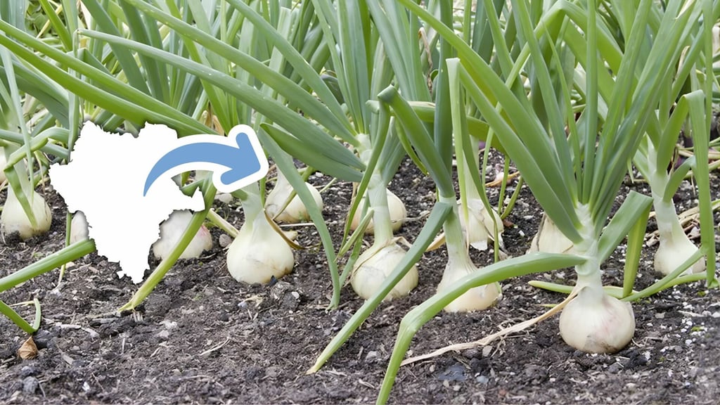 Durango analiza mercado asiático para exportar productos locales