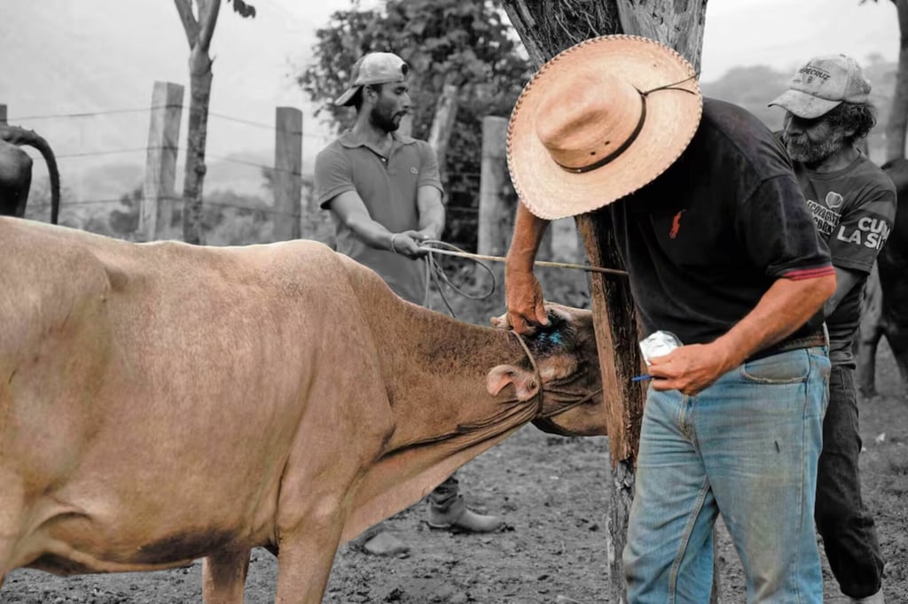 Gusano barrenador: refuerzan tratamiento y medidas preventivas; Sader emite nuevas reglas