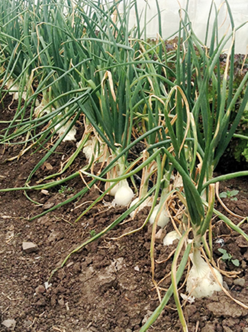 Análisis. Existe el interés de poder exportar la cebolla duranguense; se estudia el mercado para ello.