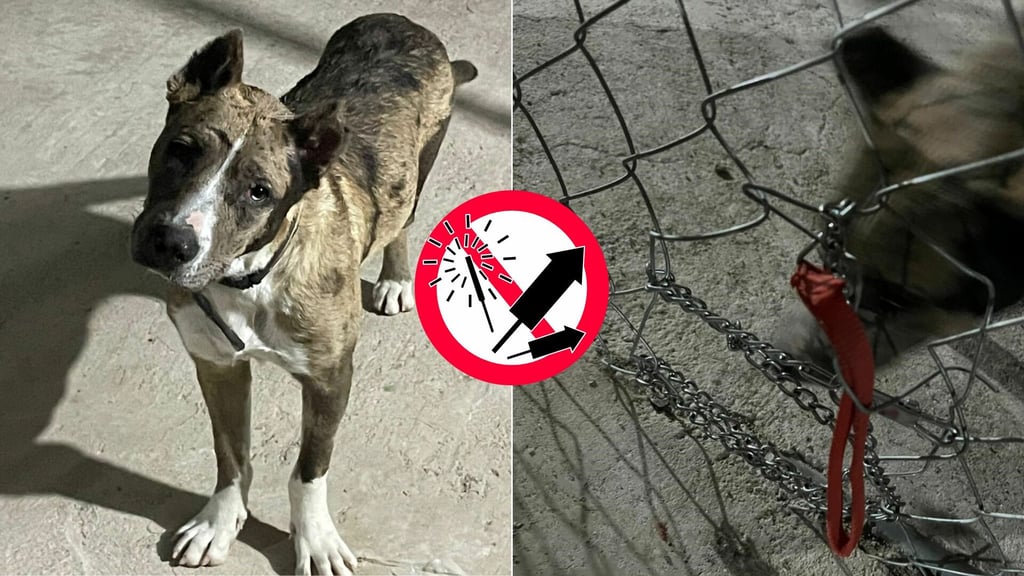 Ruido de pirotecnia provoca crisis a perrita en Durango; llaman a evitarla en fiestas decembrinas