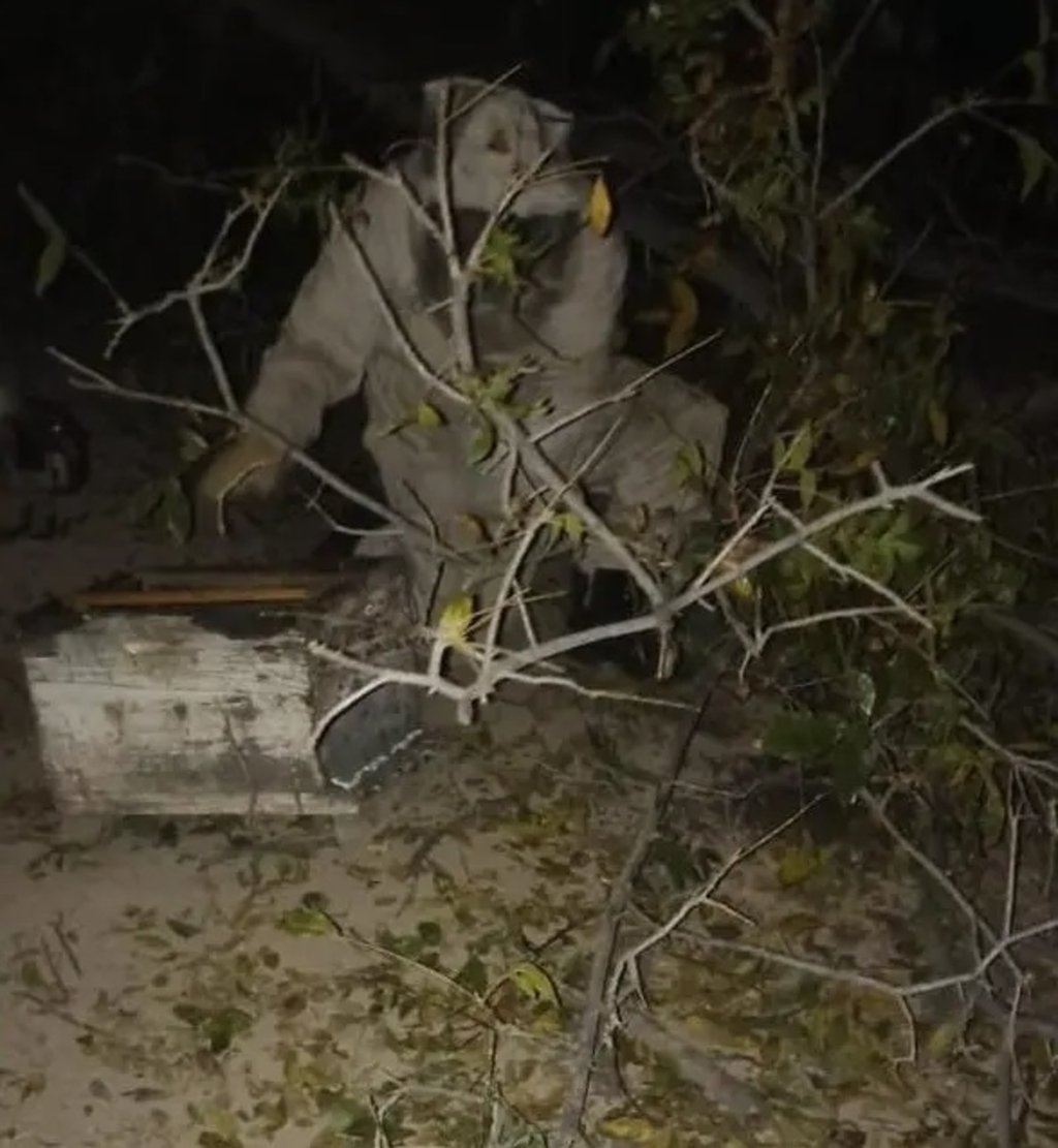Labor. Bomberos retiraron un panal de abejas en una escuela primaria de Lerdo.