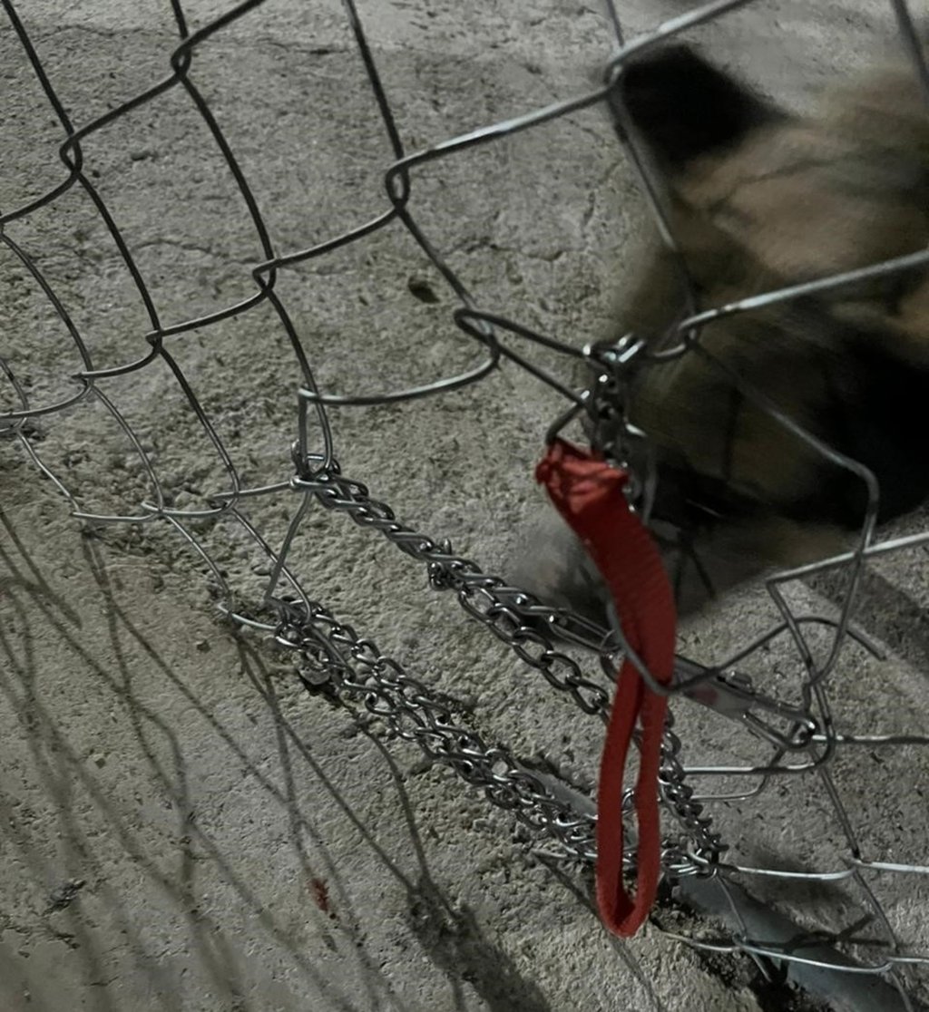 Temporada. Rescatistas solicitan una temporada decembrina sin ruidos excesivos.