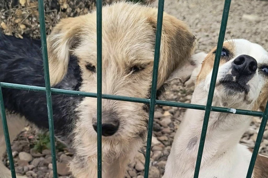 Complicado revertir la problemática de perros en situación de calle: Salud Pública Municipal