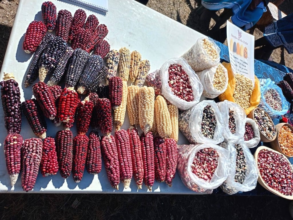 Variedades. En la sierra de Durango se cosechan variedades criollas de maíz, ya sea morado, amarillo, azul y blanco.