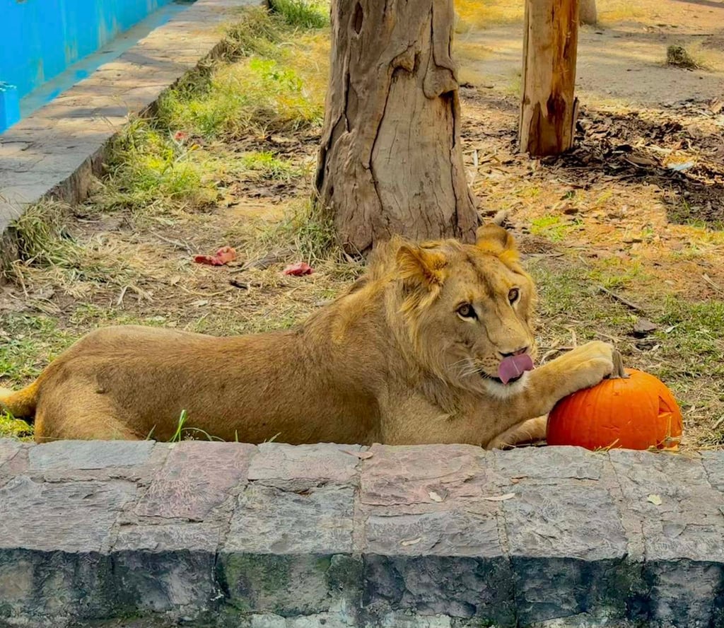 Actividades. A partir de esta semana y durante las vacaciones se tienen previstas diversas dinámicas. 